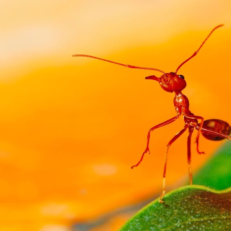 ללמד ביומימיקרי - פלטפורמה